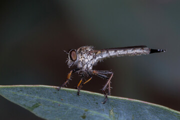 Robber Fly (Cerdistus sp.) Perched on a Eucalyptus Leaf