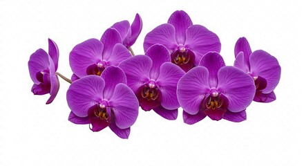 Fototapeta premium Orchid Majesty AI Generated