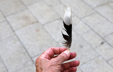 A close-up of a fallen bird feather in a city park