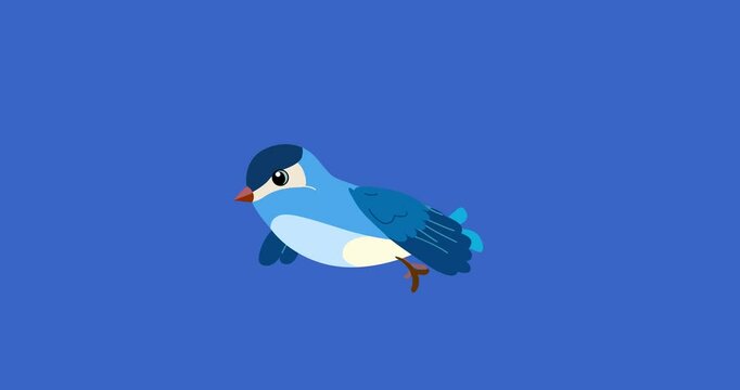 Blue passerine bird cartoon animation character starts flight isolated. Blinking eyes seamless loop behaviour animal part of a serie moves. 4K video film movie for any landscape background.