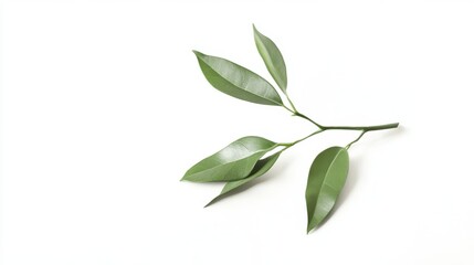 Fresh green leaves on a simple white background showcasing natural beauty and minimalism in a tranquil setting, isolated on white background