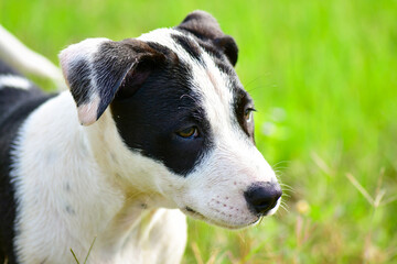 jack russell terrier