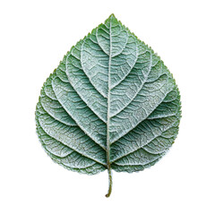Frosted leaf PNG winter foliage PNG frozen plant PNG icy texture PNG nature detail PNG seasonal beauty PNG transparent background
