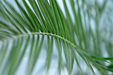 majesty palm leaves close up