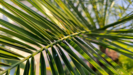 majesty palm leaves close up