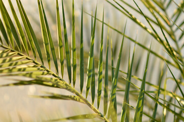 majesty palm leaves close up