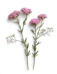 Two stems of pink yarrow (Achillea millefolium) flowers with feathery green leaves, isolated on a white background. Focus on botany and herbalism.