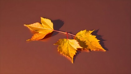 Obraz premium single yellow leaf on a brown background