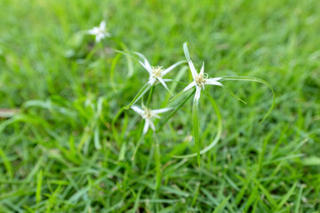 Rhynchospora colorata, also known as starrush whitetop, white star sedge blooming grass with white flowers on the lawn.