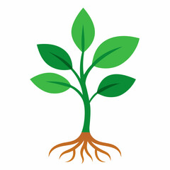 green plant isolated on white background