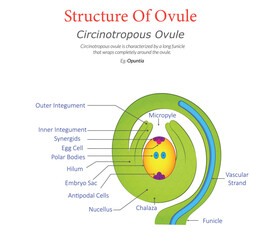 Circinotropous Ovule Diagram Showing Coiled Structure with Labeled Parts