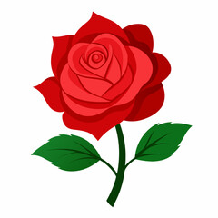 red rose isolated on white