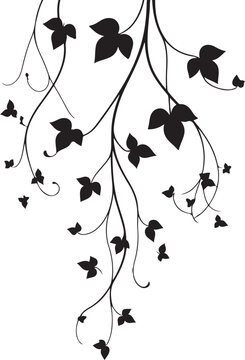 recommend clip art: isolated climbing hawthorn plants ivy vine  Vector,climbing hawthorn plants ivy vine Silhouette,climbing hawthorn plants ivy vine icon set, climbing hawthorn plants ivy vine symbol ,black climbing haw