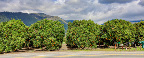 Picture of an orange orchard. Multiple rows of citrus trees.