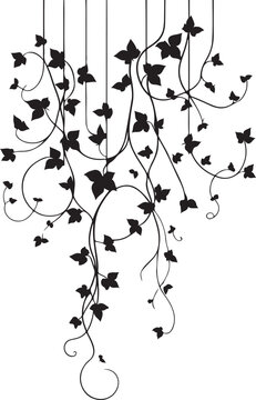 recommend clip art: isolated climbing hawthorn plants ivy vine  Vector,climbing hawthorn plants ivy vine Silhouette,climbing hawthorn plants ivy vine icon set, climbing hawthorn plants ivy vine symbol ,black climbing haw