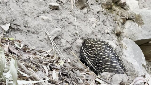 cute common Short-beaked echidna (Tachyglossus aculeatus) digs hard in the ground in search of food. Morialta Conservation Park near Adelaide, South Australia