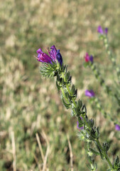 Purple flowers on a echium plant in the Australian bush