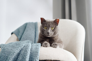 A gray cat with bright eyes sits attentively on a cream chair wrapped in a textured blanket. Its...