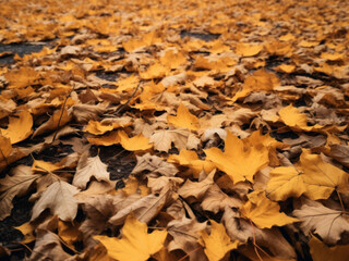fallen autumn leaves