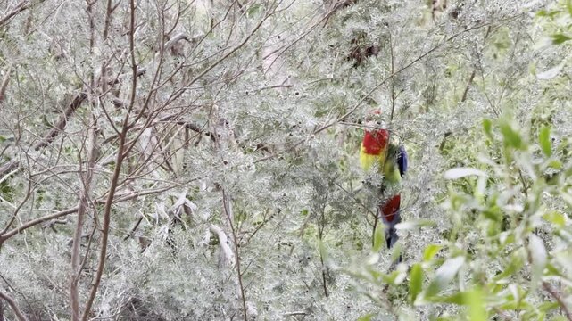 cute colorful eastern rosella (Platycercus eximius) sitting on the bush and feeding on seeds spotted in Morialta Conservation Park near Adelaide, South Australia