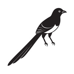  long tailed widowbird silhouette