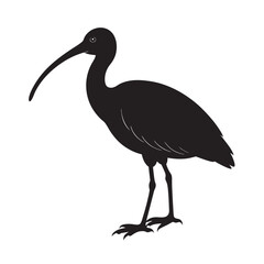 Black scarlet ibis stand near wild water, displaying white and black feathers