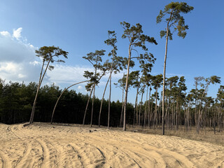 Sparse pine trees growing on sandy soil at the edge of a forest under a clear blue sky, with...