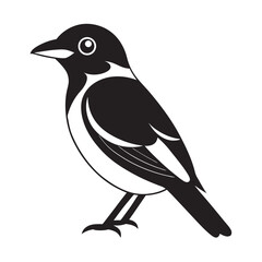 Isolated black and yellow broadbill silhouette on a branch against white