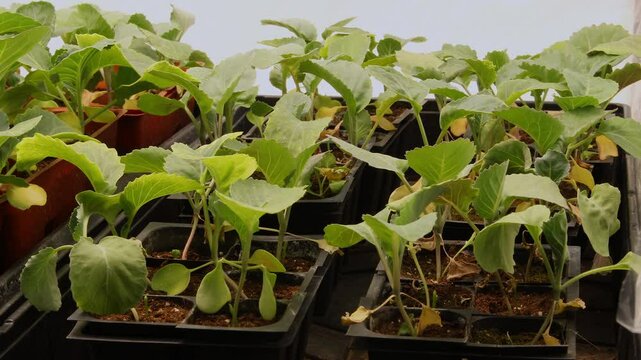 Time lapse and close up of white cabbage transplants slowly withering from lack of water. Plants had insufficient light and grow tall unusable for gardening.