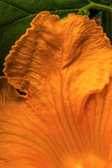 Close look at the petal on a pumpkin blossom