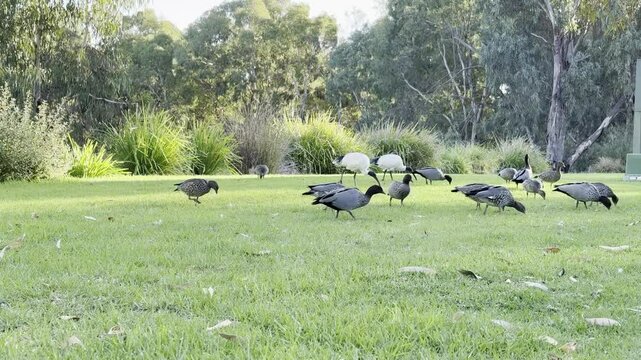 large group of waterfowl birds: Australian white ibis, wood duck and pacific black duck feeding on the grass in Lochiel Park Southern Wetland, klemzig, adelaide, south australia. australian common bir