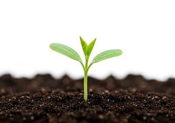 A small seedling growing in dark soil against a white background in a close up view of new life