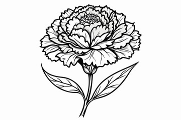 coloring page line art the carnation black vector