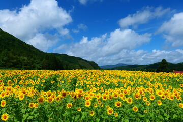 上郷のひまわり畑。遠野、岩手、日本。8月中旬。