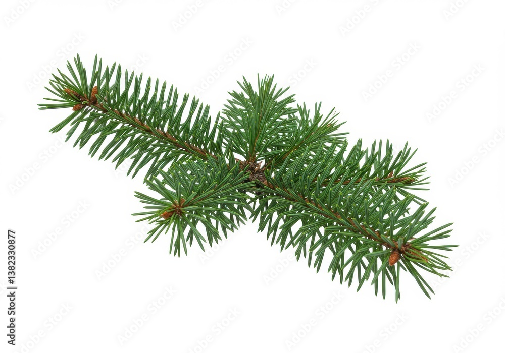 Poster isolated close up of a green spruce branch with short needles on a plain white background image view