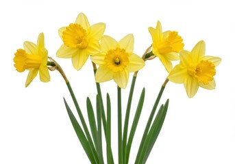 Naklejka premium A vibrant bouquet of five yellow daffodils with green stems isolated on a white background view