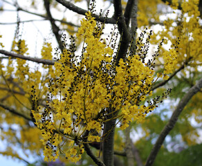 Flowers on a yellow jacaranda (schizolobium parahyba) tree plant in a garden