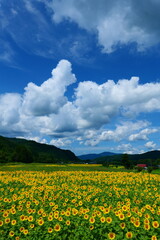 上郷のひまわり畑。遠野、岩手、日本。8月中旬。