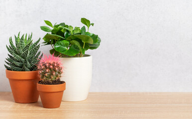 Potted plants creating cozy home atmosphere on wooden surface