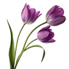 Three Purple Tulips in Various Stages of Bloom with Green Leaves - Elegance and Natural Beauty