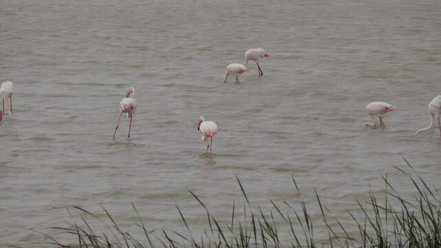 Flamingos wading in the Lucio del Lobo marsh, Do&ntilde;ana, with calm waters and greenery