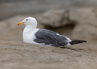 Obraz premium A seagull rests on the rocky coastline of the beaches in San Diego California. 