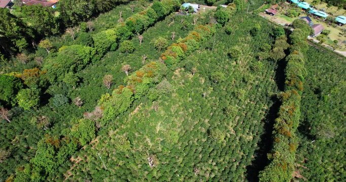 Drone Shot of Coffee Plantation, Rows of Plants on Sunny Day