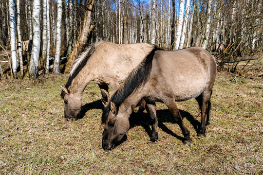 Rebred Tarpan Horses Running Wild in the Naliboki Forest