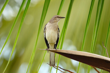 Northern mocking bird is perched on a palm tree among green leaves in the summer garden.