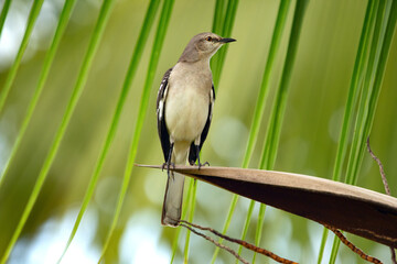 Northern mocking bird is perched on a palm tree among green leaves in the summer garden.