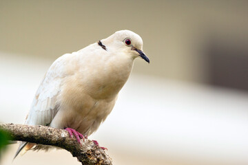 White albino Eurasian collared-dove with red eye is perched on a tree branch in the garden in summer.