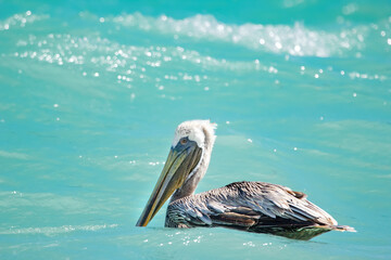 Cute Brown pelican with a big bill is swimming on the turquoise waters of the Atlantic ocean.