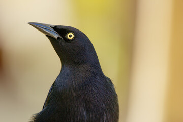 Black bird Great-tailed grackle with black plumage with and yellow eye on the yellow warm background perched on the chair.