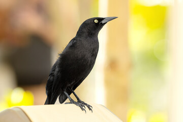 Black bird Great-tailed grackle with black plumage with and yellow eye on the yellow warm background perched on the chair.